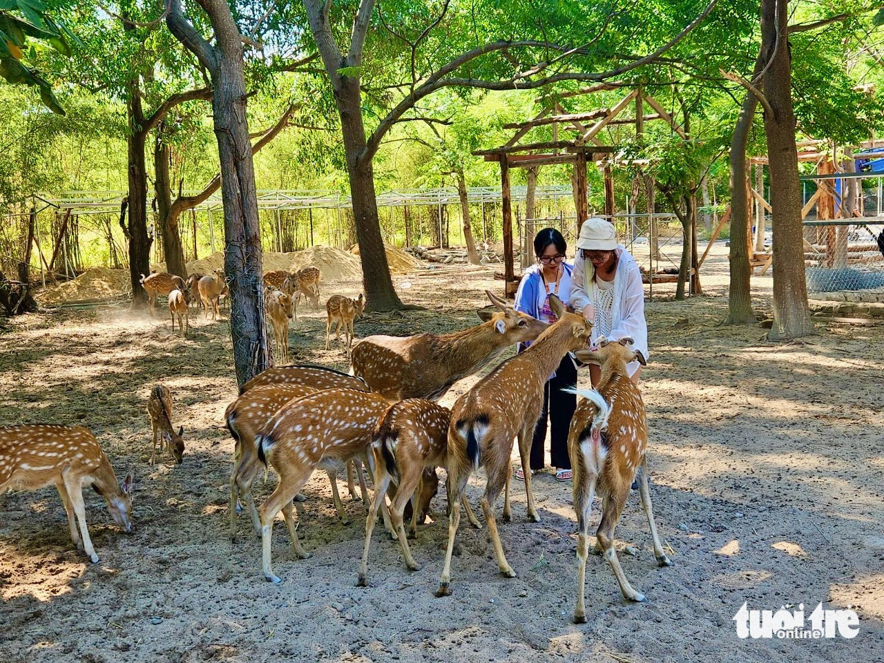 Vườn thú mở tại đảo Hoa Lan - Ảnh: MINH CHIẾN