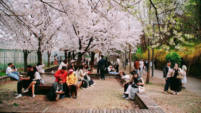Du khách ngắm hoa anh đào nở vào tháng 4 tại Seoul. Ảnh: Kim Anh