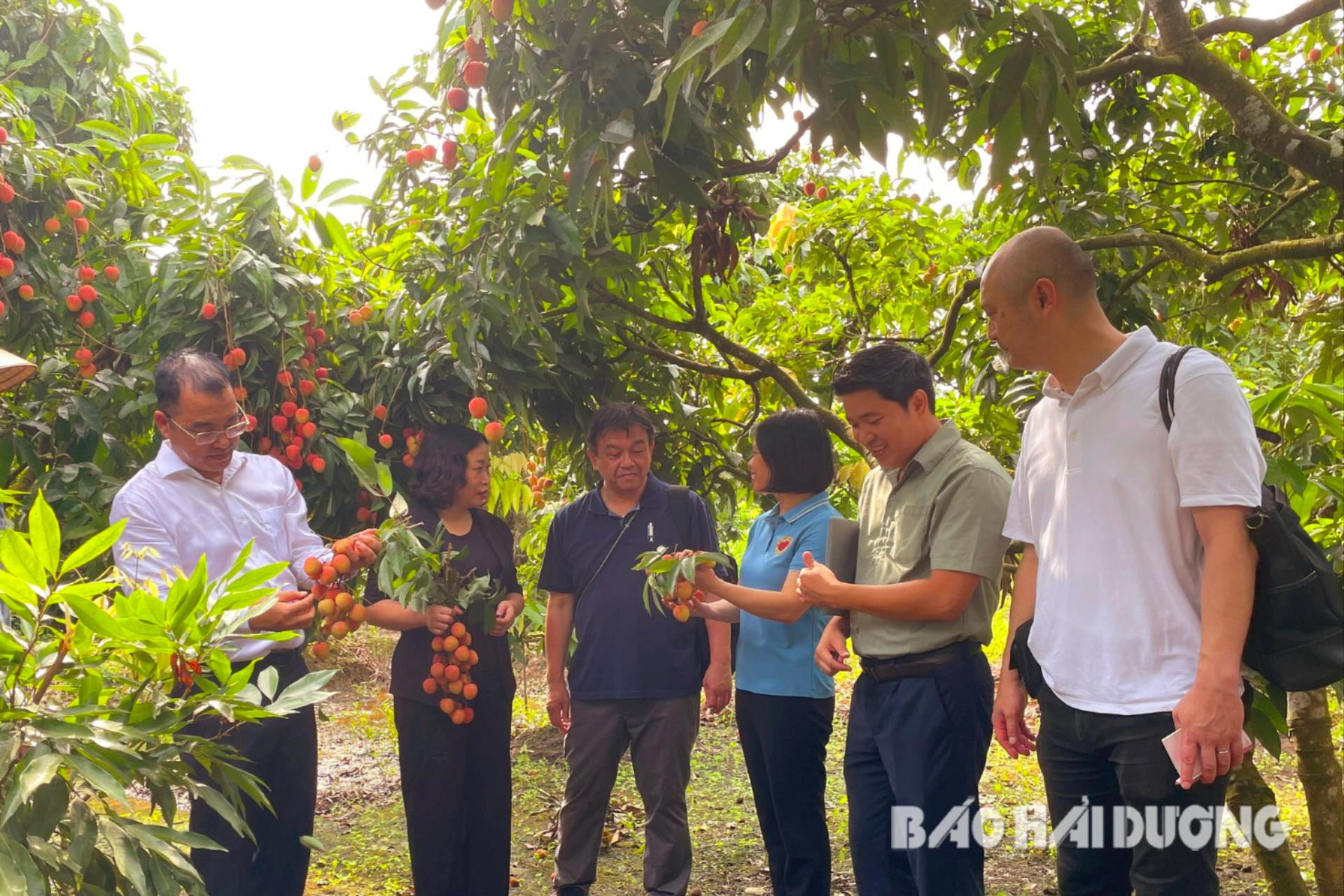 Đại diện Tập đoàn Aeon thăm và khảo sát vùng trồng vải tại xã Thanh Sơn