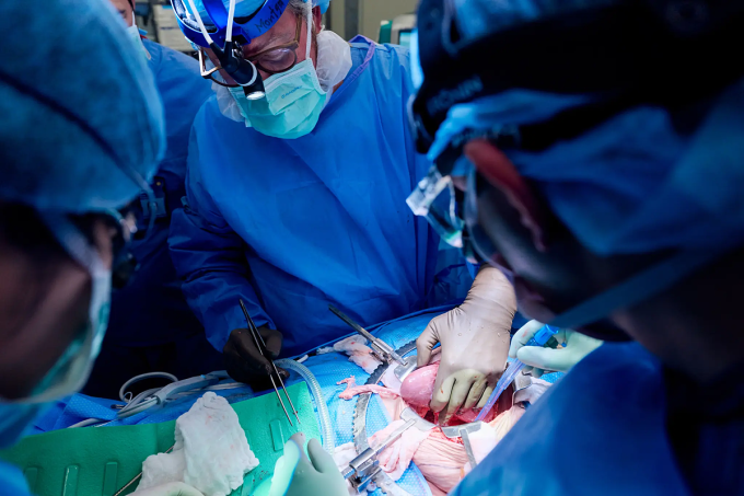 Bác sĩ Robert Montgomery đang thực hiện ca ghép thận lợn cho bà Lisa Pisano tại Bệnh viện NYU Langone, ngày 12/4. Ảnh: NYU Langone