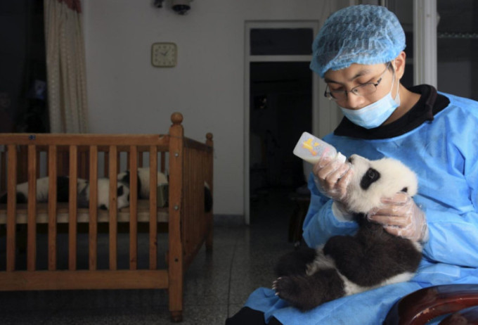 Nhân viên cho gấu trúc con bú bình sữa tại Trung tâm nghiên cứu gây giống gấu trúc Thành Đô. Ảnh: China Daily