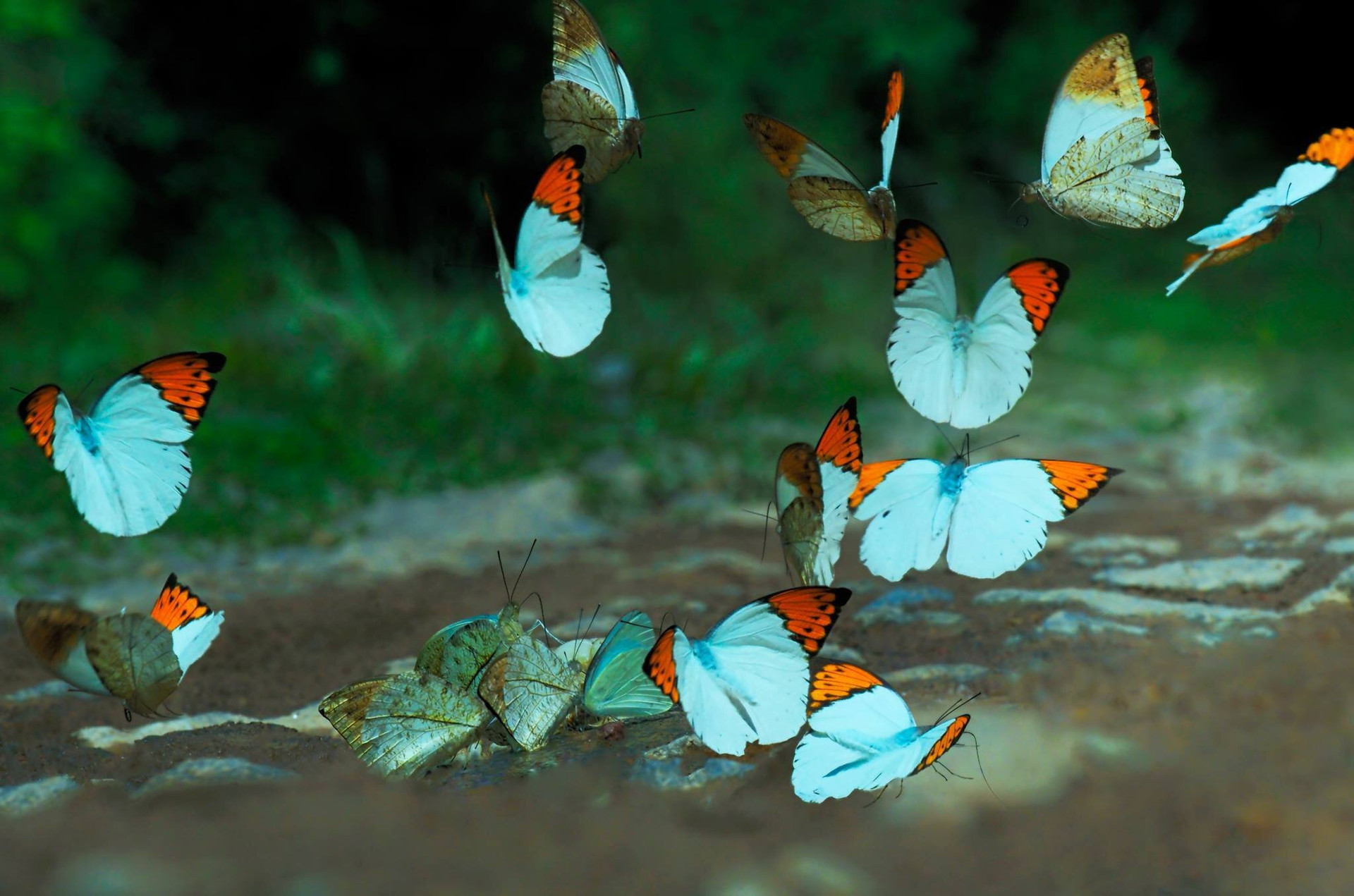 Đến Nam Cát Tiên, ngắm mùa bướm bay đẹp như cổ tích - 2