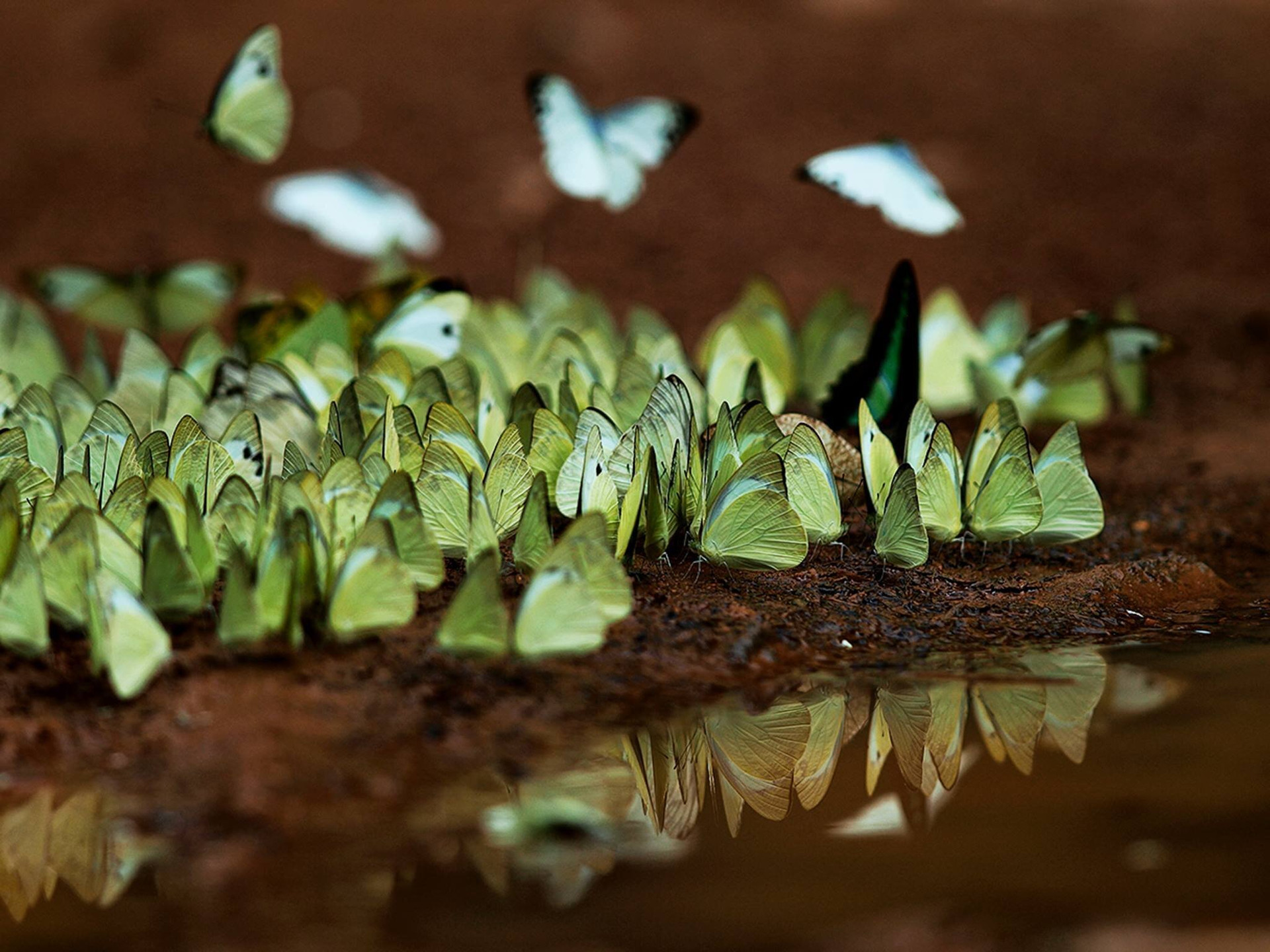 Đa dạng loài bướm tụ tập về Nam Cát Tiên với số lượng lớn - Ảnh: Tang A Pau