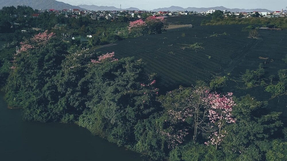Xung quanh Đồi chè Tâm Châu Bảo Lộc còn có những cây hoa nở rộ sắc hồng thắm tươi.
