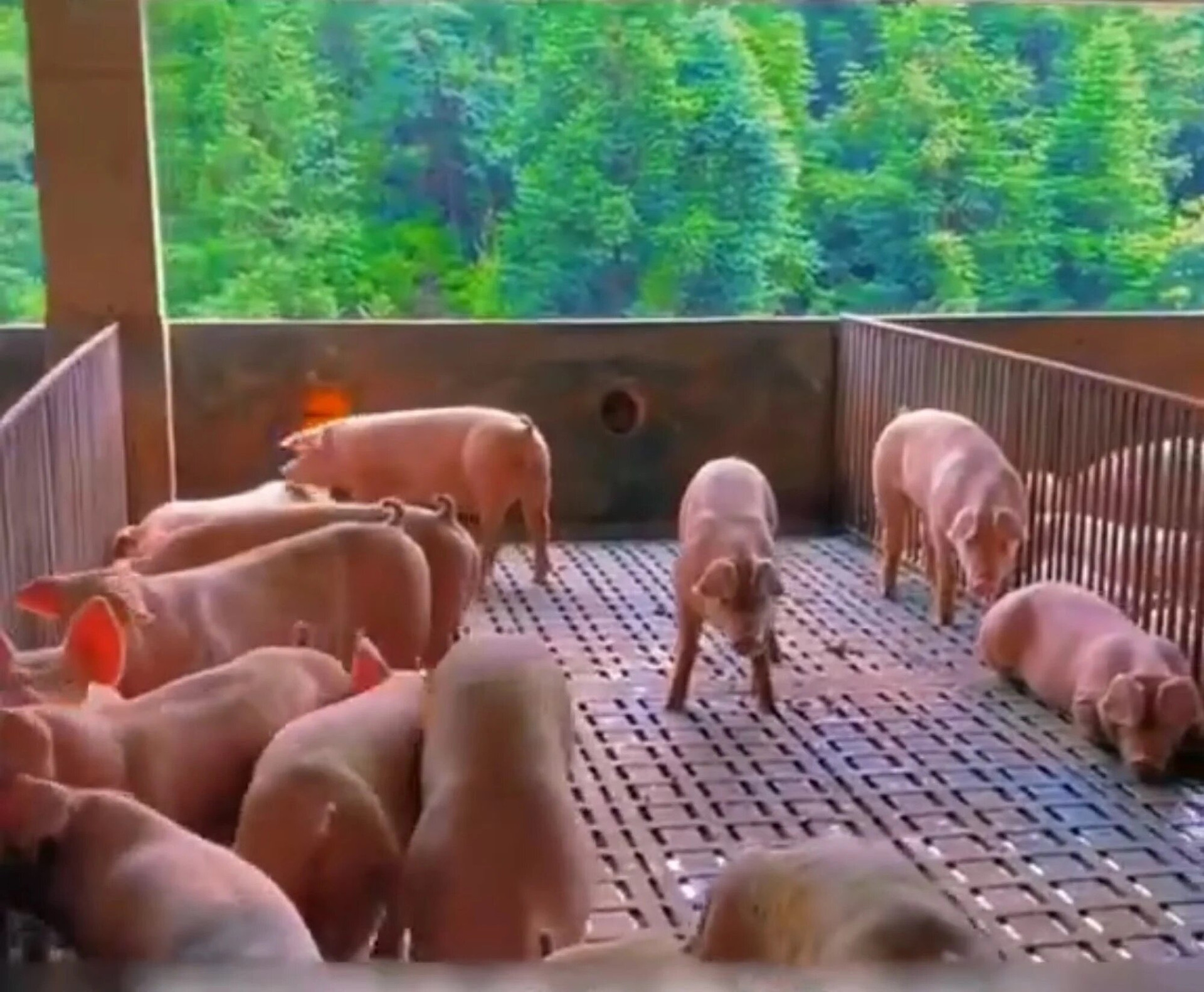 Nhờ cách bố trí hợp lý, lợn có đủ không gian để đi lại.