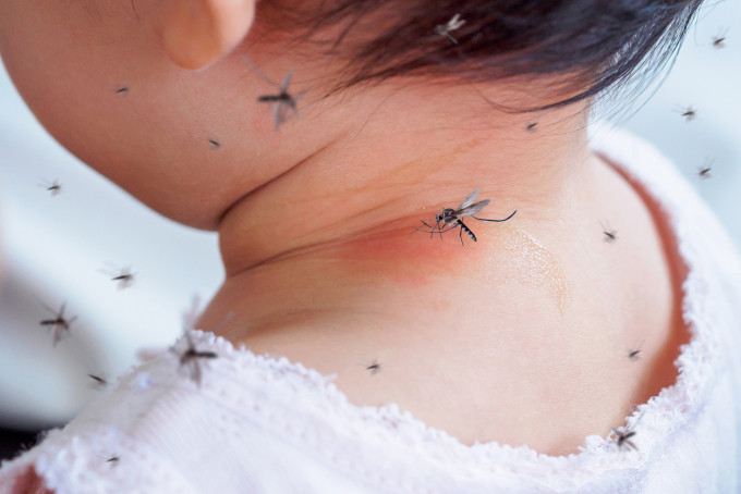 Minh họa muỗi truyền bệnh sốt xuất huyết tấn công người. Ảnh: Vecteezy