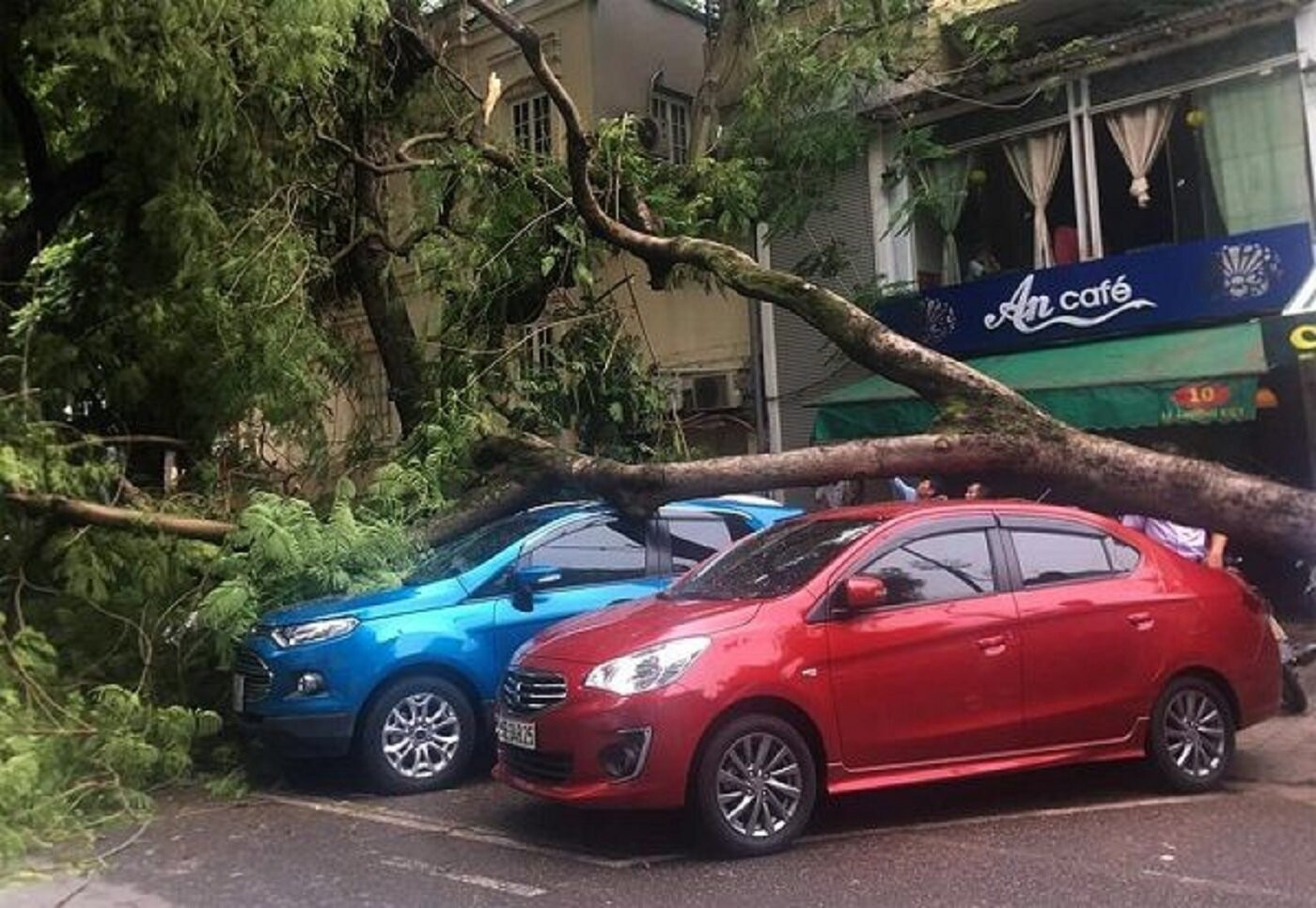 Việc đậu xe ô tô dưới tán cây vào mùa mưa tiềm ẩn nhiều rủi ro. (Ảnh minh họa).