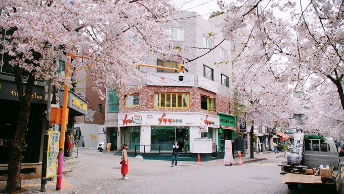 Hoa anh đào nở trên các con phố Seoul tháng 4. Ảnh: Kim Anh