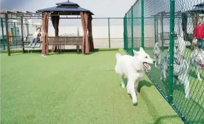 Chú chó Leo của Sa Sa được gửi tới một trường mẫu giáo tại thành phố Tô Châu, tỉnh Giang Tô. Ảnh: Economic View