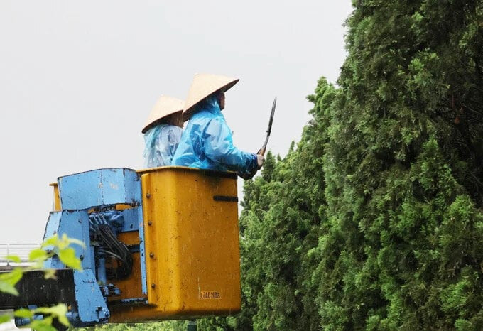 Công nhân Công ty Công viên cây xanh Hà Nội xén tỉa cây, chăm sóc hoa. (Ảnh: Quang Phúc)