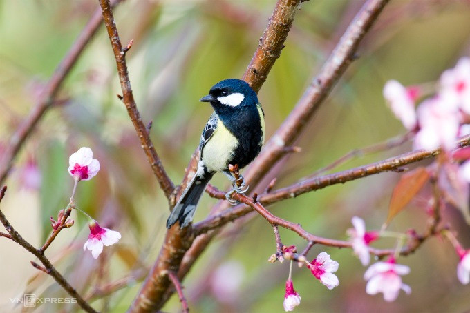 Thiên nhiên ở Vườn quốc gia Bidoup - Núi Bà, nằm trong vùng chim đặc hữu cao nguyên Langbiang. Ảnh: Andy Nguyễn