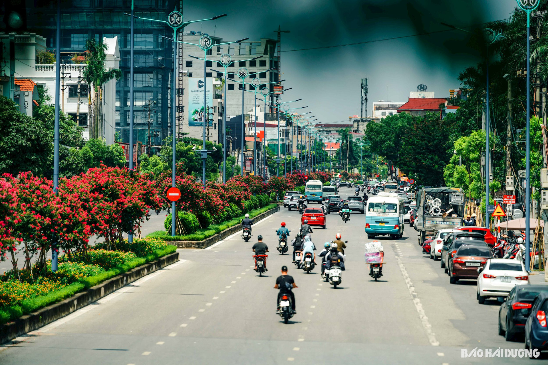 Hoa tường vi bung nở trên đường Nguyễn Lương Bằng