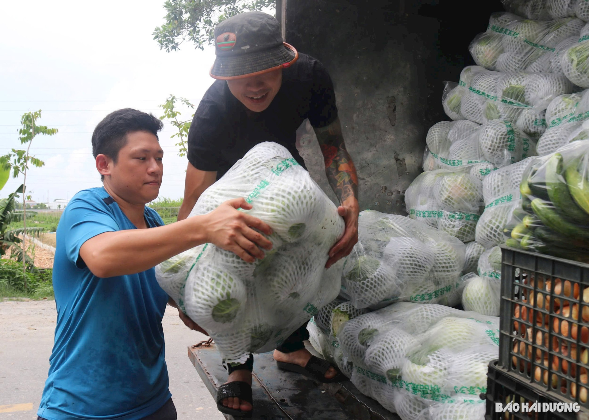 ảnh báo in: Mỗi ngày Hợp tác xã Hoàng Nam Phát xuất khẩu 100 tấn rau, củ, quả