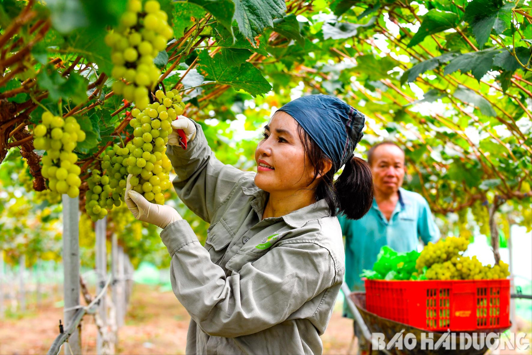 Ảnh 4: Hải Dương đang phát triển nông nghiệp công nghệ cao, đa giá trị để nâng thu nhập, mức sống cho nông dân. Trong ảnh: Nông dân thu hoạch nho tại trang tại của Hợp tác xã Nông nghiệp công nghệ cao và hữu cơ Phú Điền (Nam Sách). Đây là trang trại trồng nho sữa lớn nhất Việt Nam với diện tích hơn 2 ha