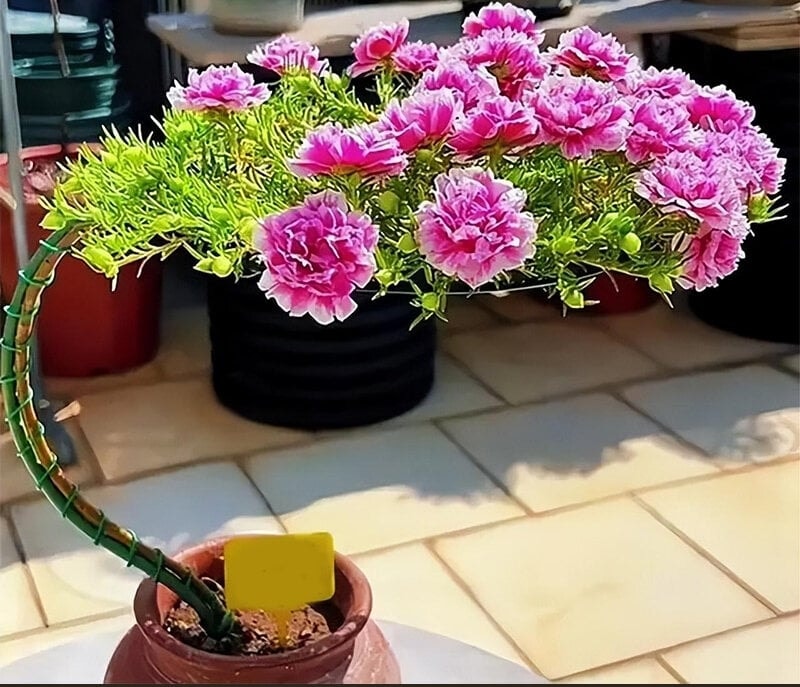 Cây mười giờ bonsai nhận được nhiều lời khen ngợi. (Ảnh: Toutitao)