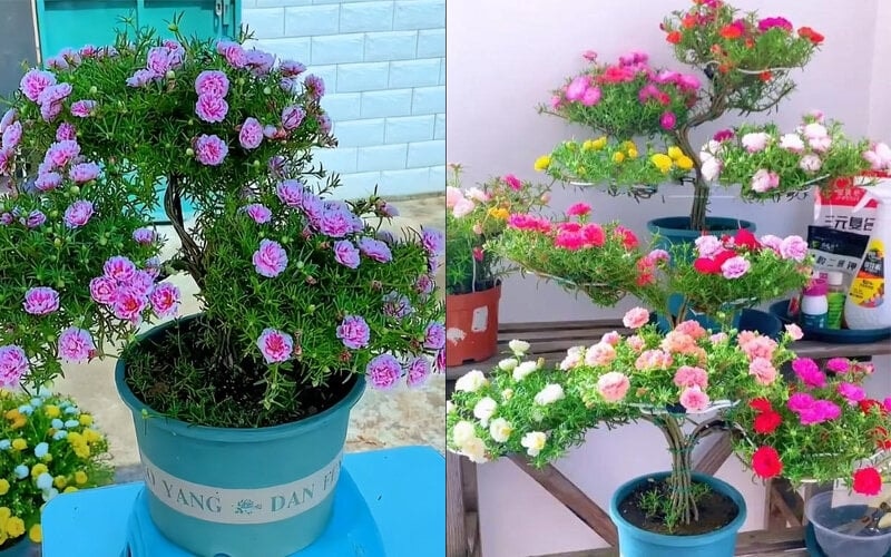 Để có được một chậu mười giờ bonsai rất cần sự tỉ mỉ, kỳ công.(Ảnh Toutitao)