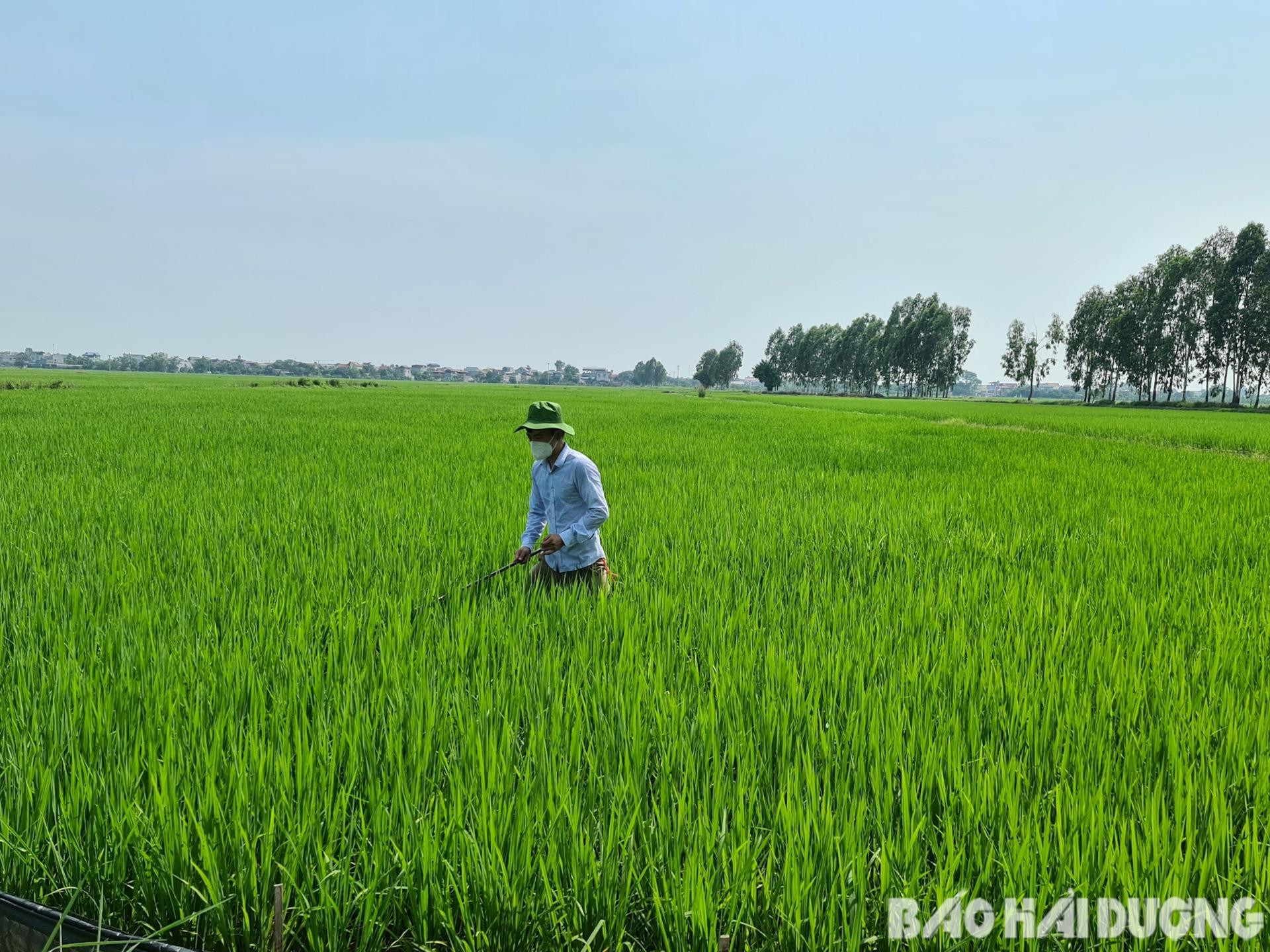 Trà mùa sớm và trung đang trong giai đoạn làm đòng đến trỗ bông, cây cao, ít khả năng bị ngập úng nếu có mưa lớn