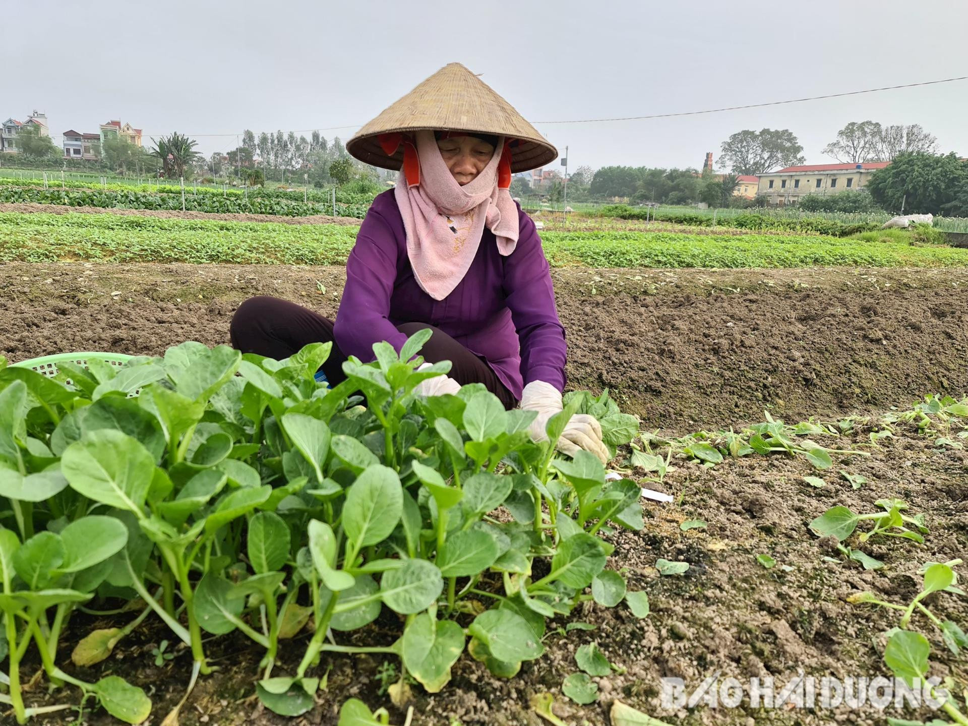 Nông dân xã Phạm Kha (Thanh Miện) tranh thủ thu hoạch rau màu để tránh ảnh hưởng bởi bão số 3