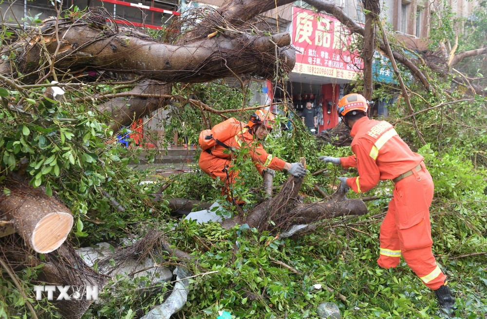 Lực lượng chức năng dọn cây bị gãy đổ do siêu bão Yagi ở huyện Từ Văn, Trạm Giang, tỉnh Quảng Đông (Trung Quốc) ngày 7/9. (Ảnh: THX/TTXVN)