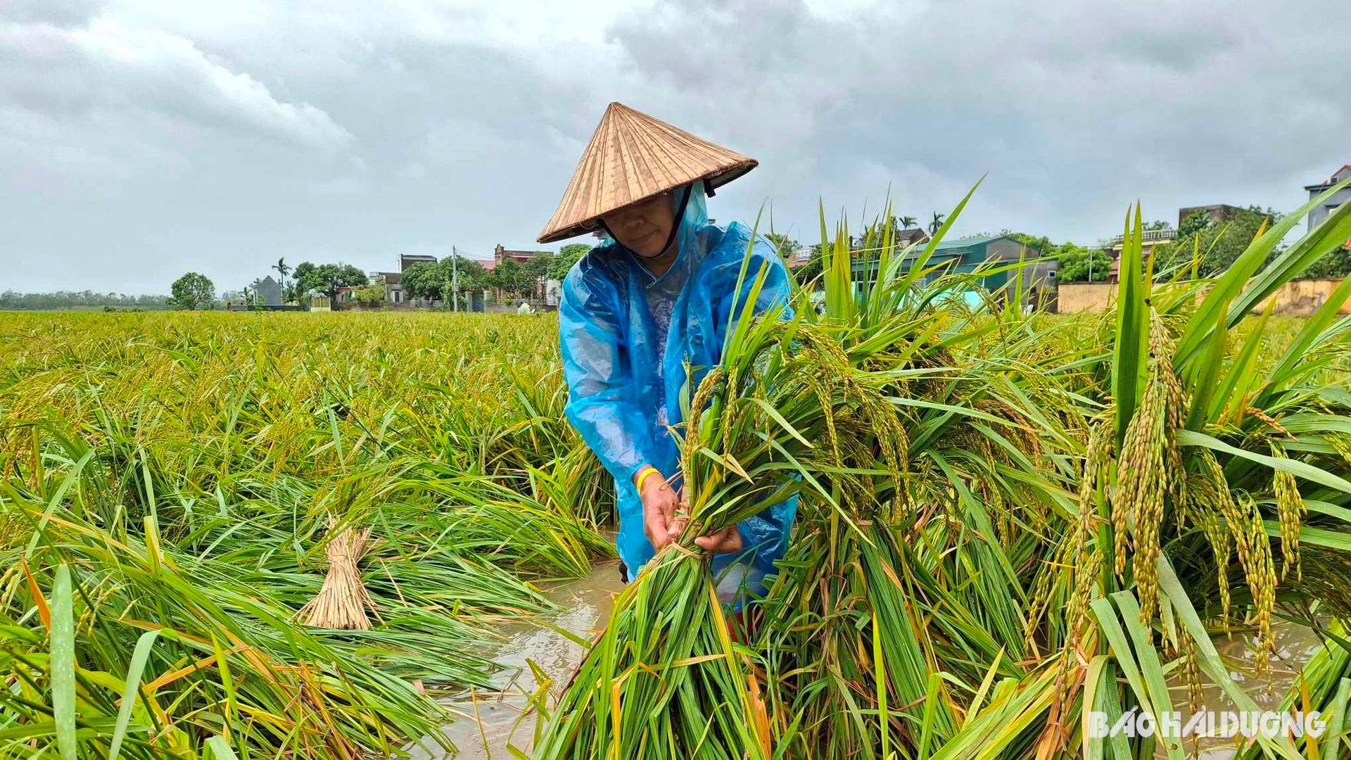 Hồng Phúc