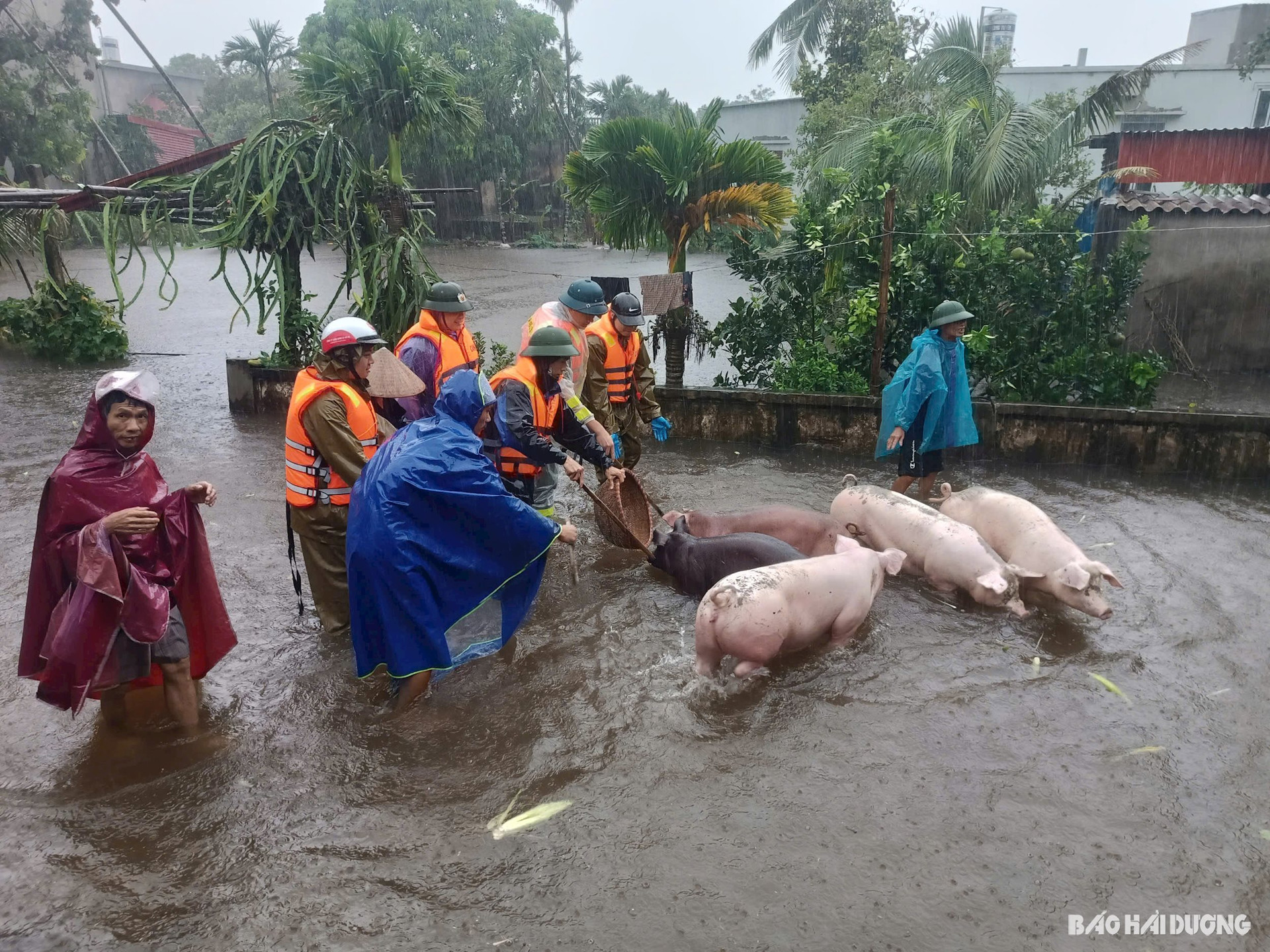 Các lực lượng ở huyện Ninh Giang hỗ trợ người dân di dời tài sản, vật nuôi vào nơi an toàn