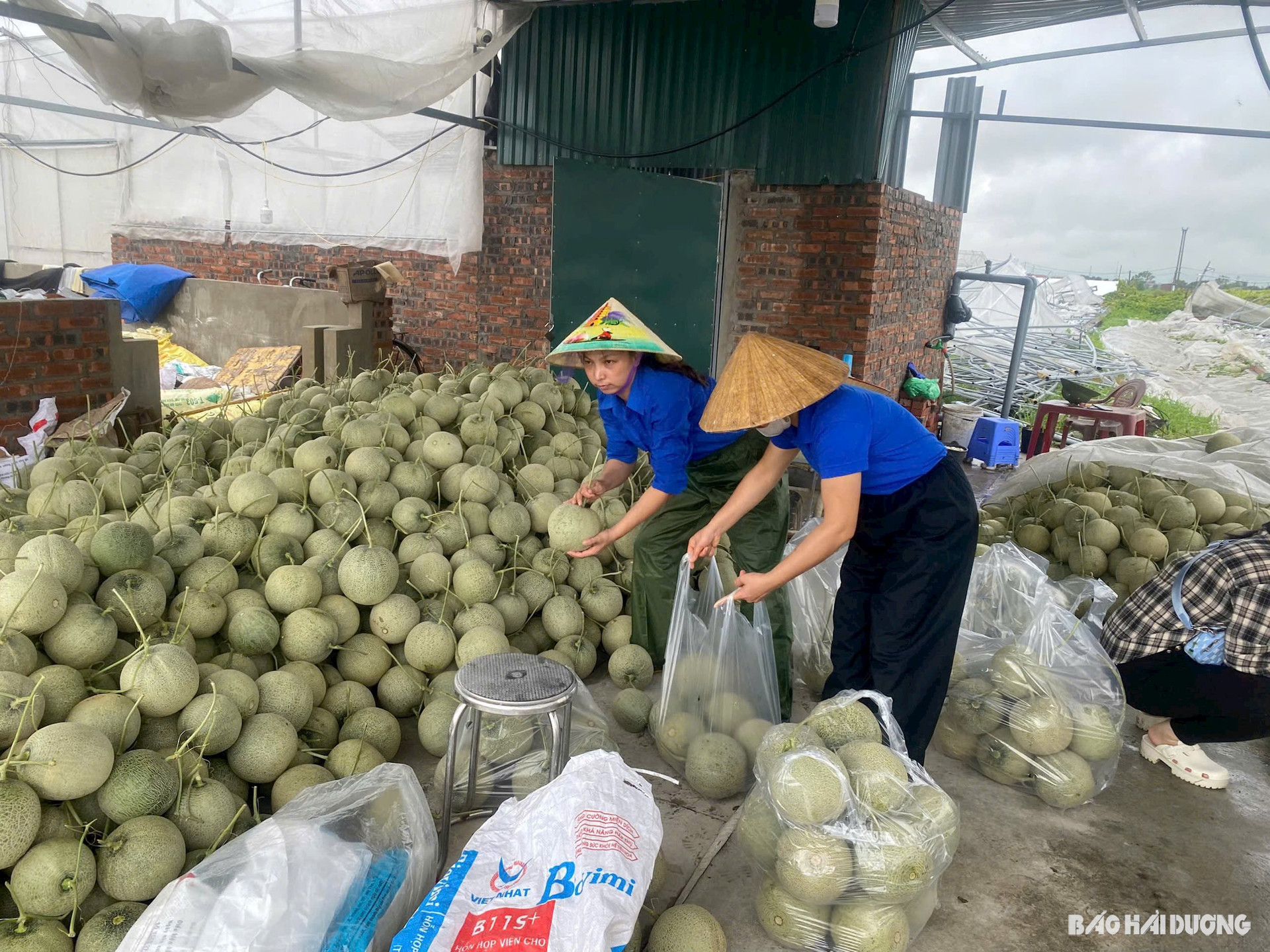 Đoàn xã Phạm Trấn (Gia Lộc) hỗ trợ nông dân tiêu thụ nông sản