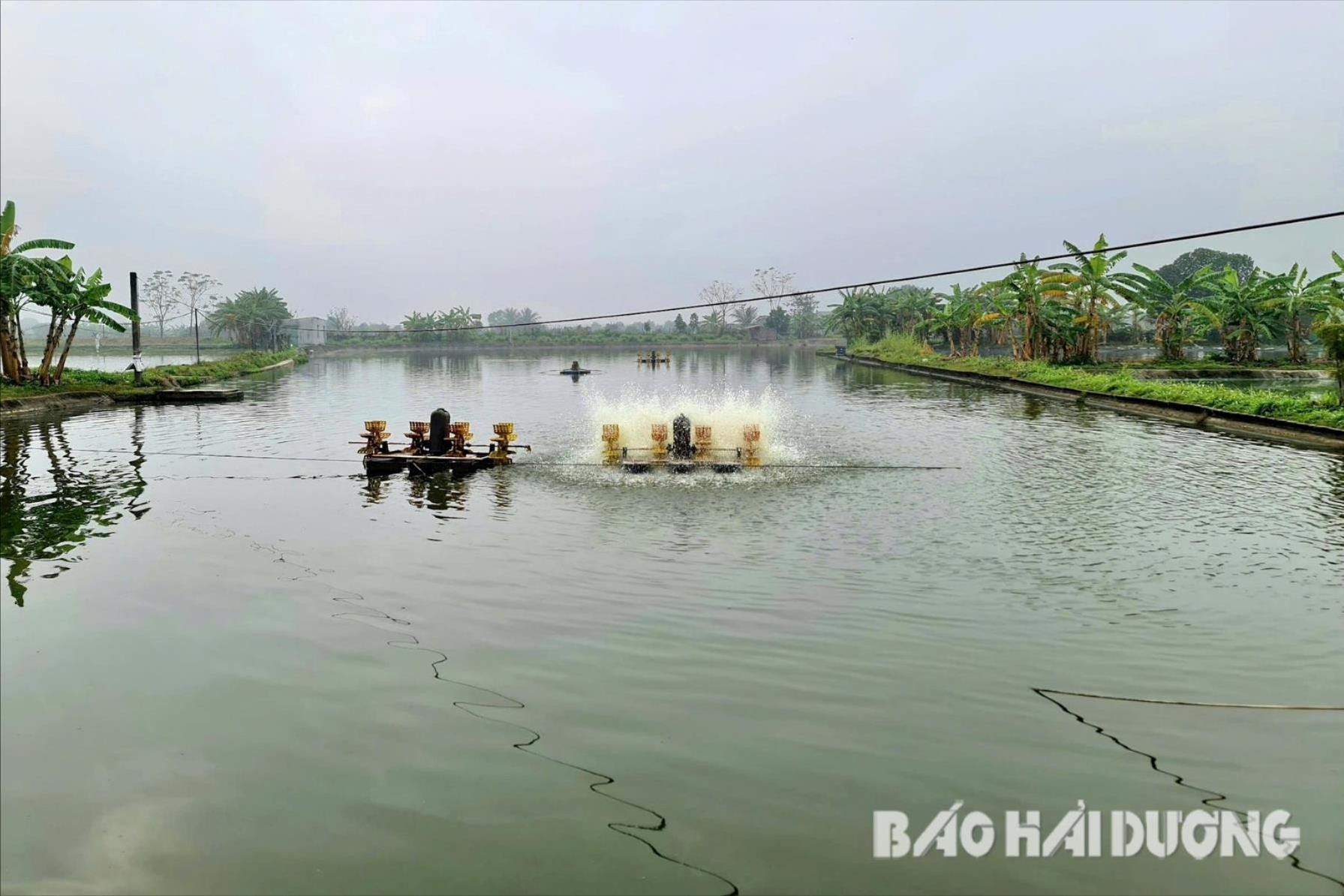 Tăng cường sục khí để tăng lượng oxy cho ao cá