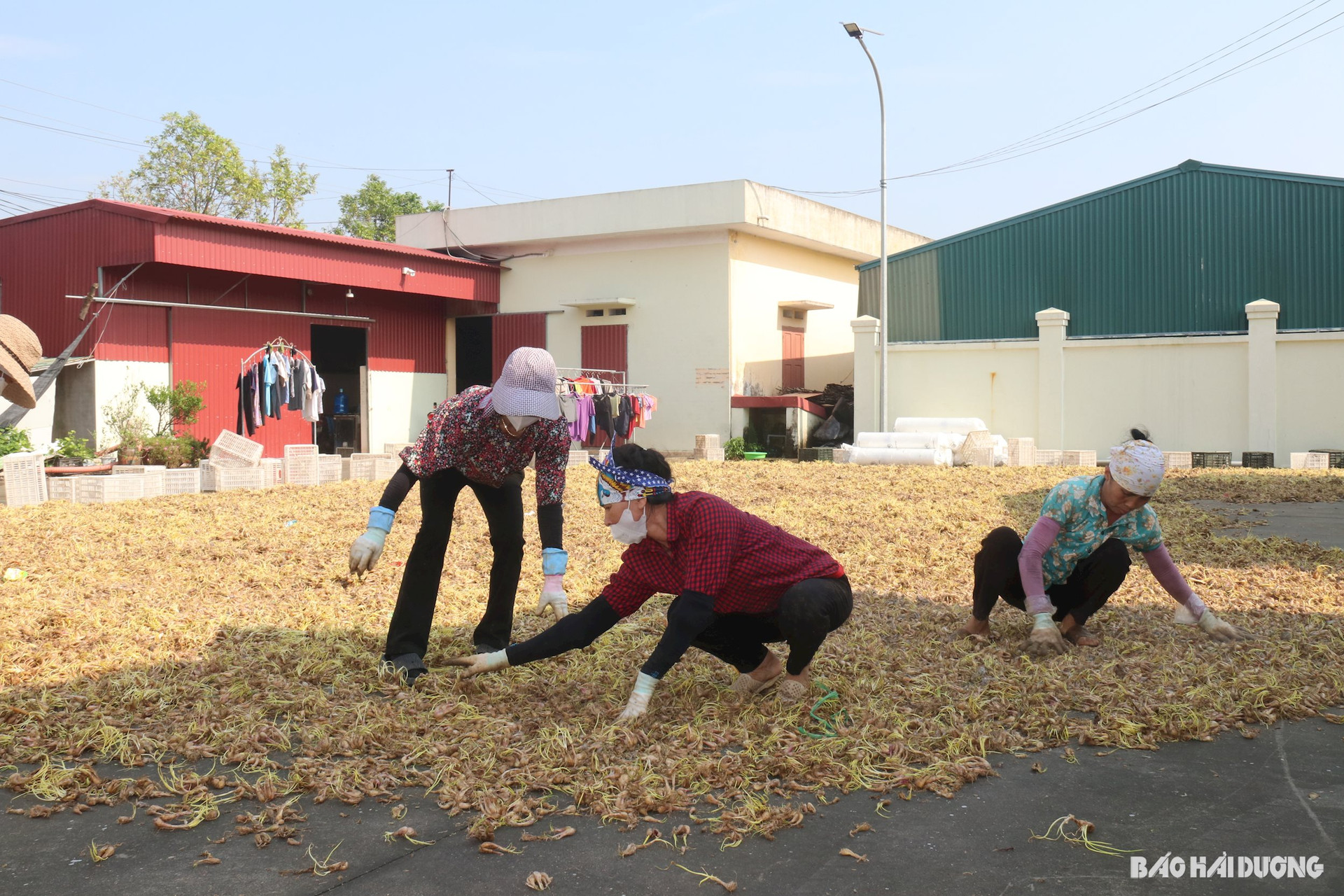 Các thành viên phơi củ kiệu giốn