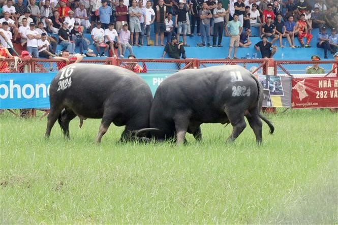 A total of 16 buffaloes join the 2024 Do Son Buffalo Fighting Festival. (Photo: VNA)