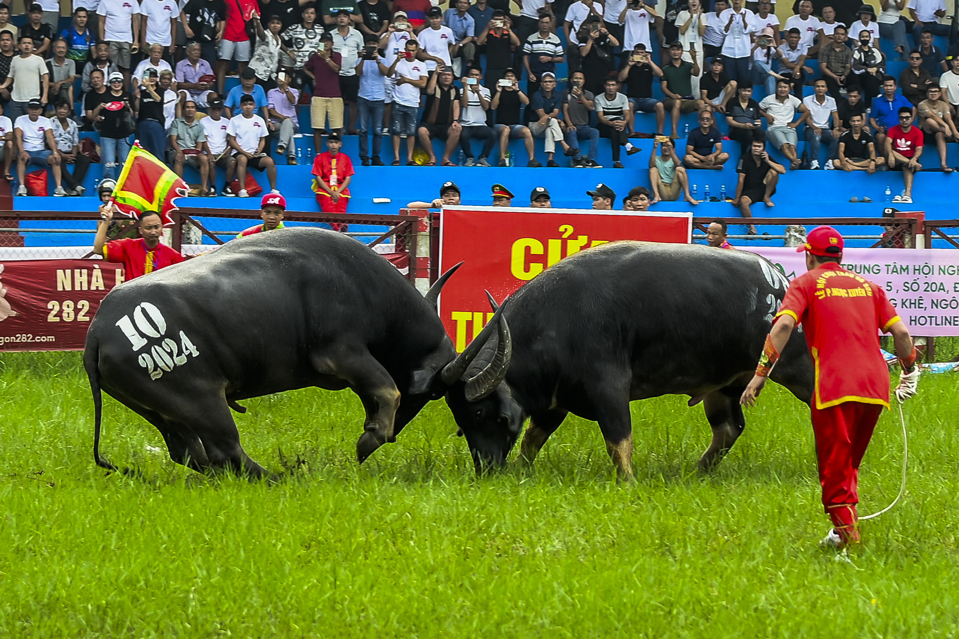 khai mạc chọi trâu đồ sơn_6.jpg