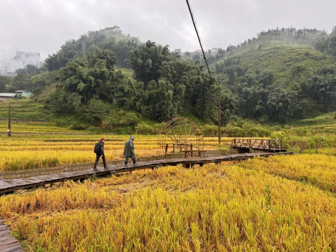 Du khách đi qua một điểm ngắm lúa ở bản Cát Cát hôm 16/9. Ảnh: Lương Ngọc Thịnh - Nguyễn Chí Nam