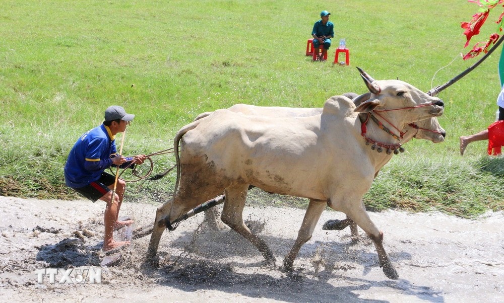 ttxvn-hoi_dua_bo_bay_nui_an_giang (1).jpg