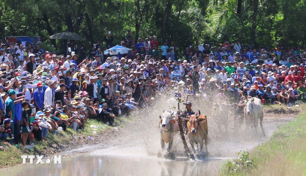 ttxvn-hoi_dua_bo_bay_nui_an_giang (4).jpg