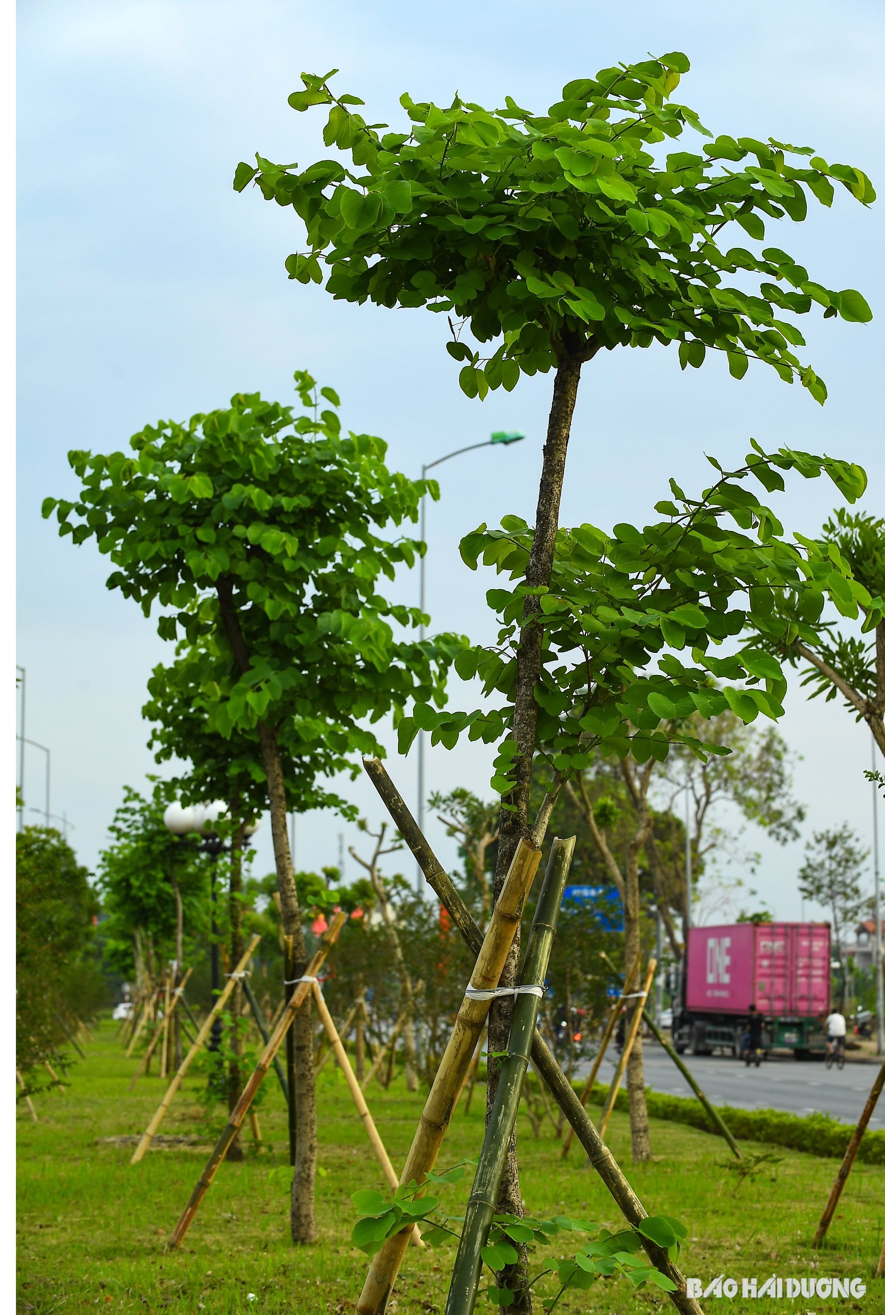 Chẳng mấy nữa nơi đây sẽ lại rực rỡ sắc hoa