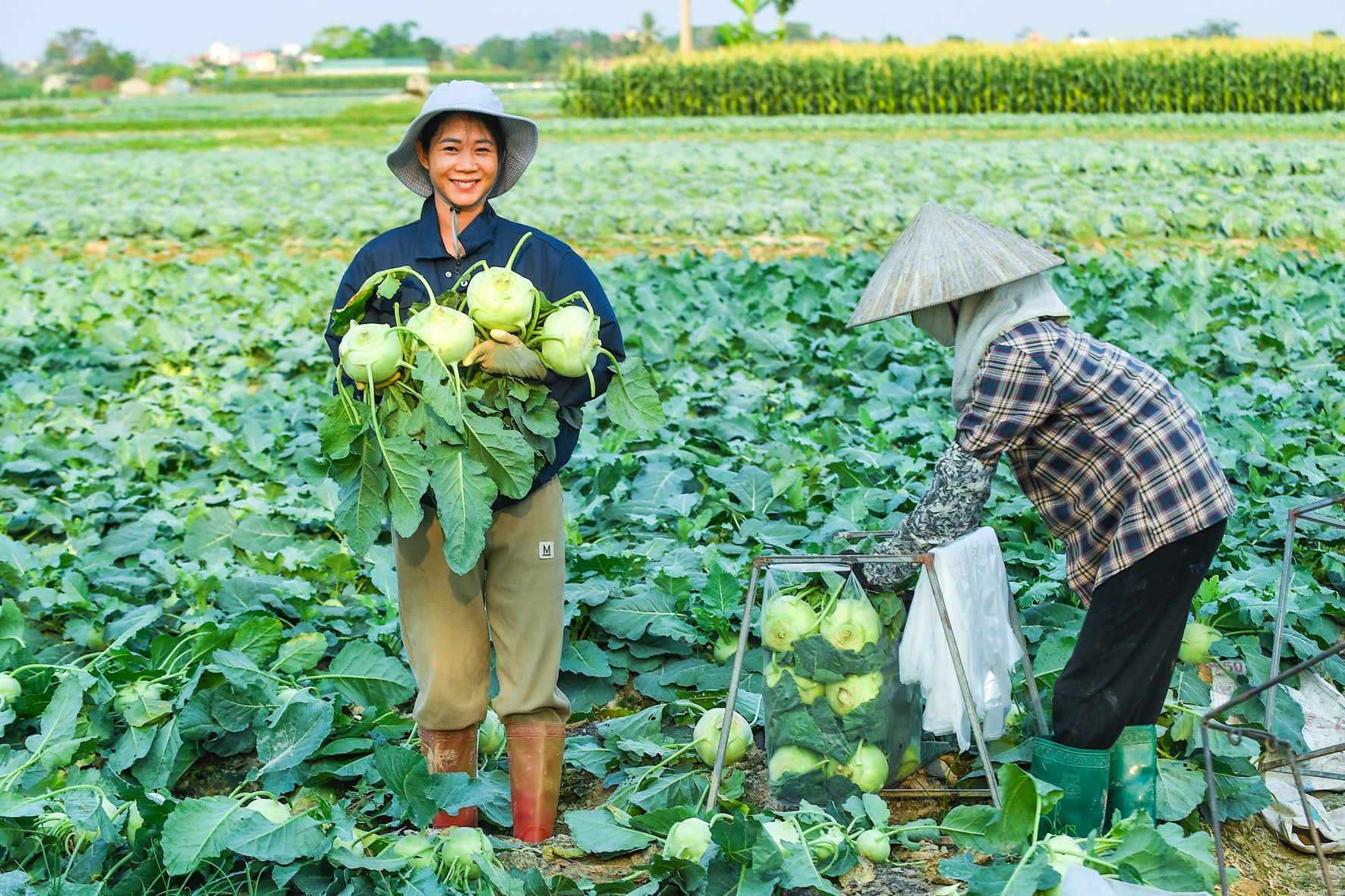 Thủ phủ rau vụ đông Gia Lộc vào mùa thu hoạch