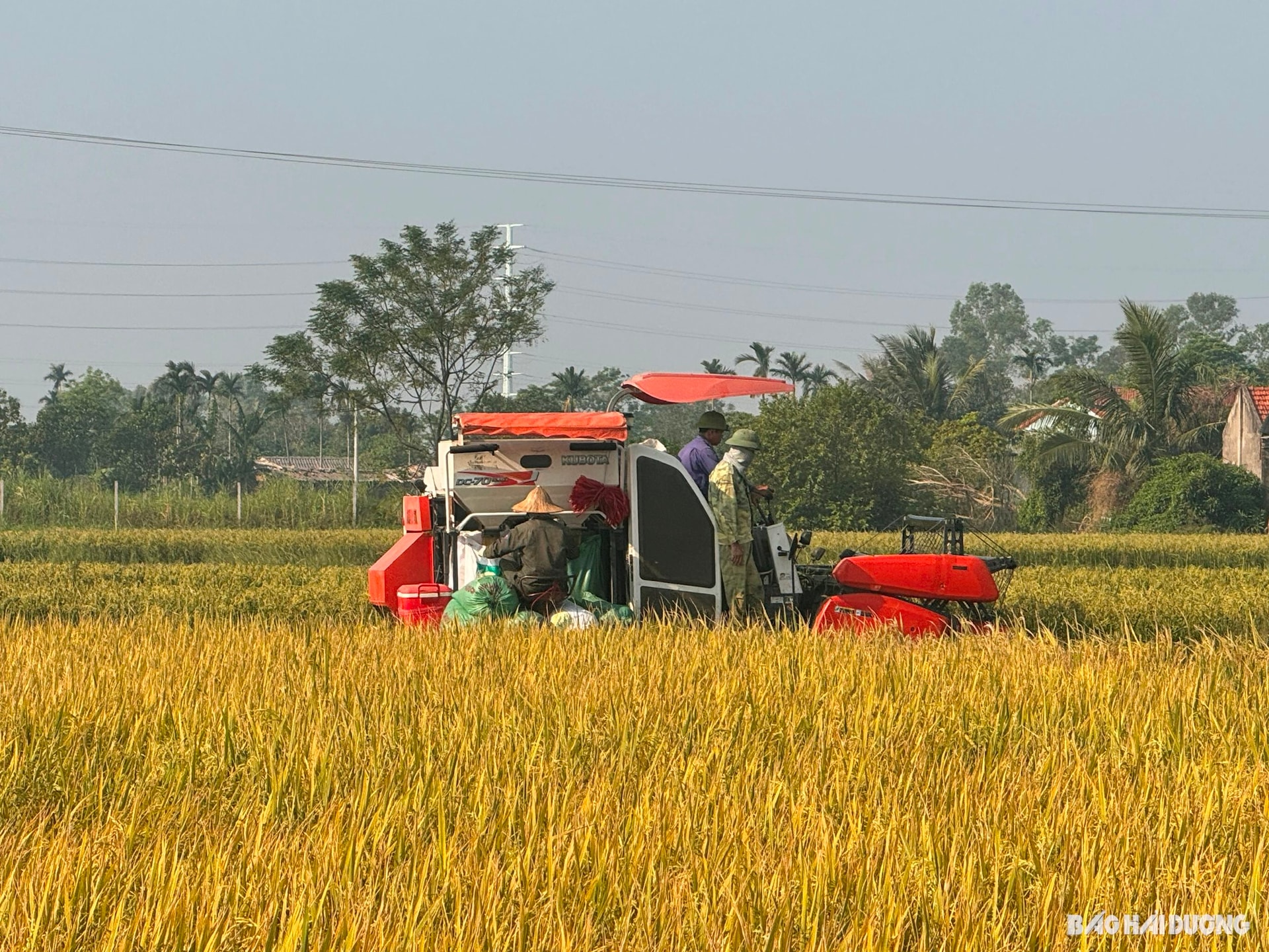 Việc giữ ổn định trên 3.500 ha đất lúa của Gia Lộc nhằm bảo đảm an ninh lương thực 