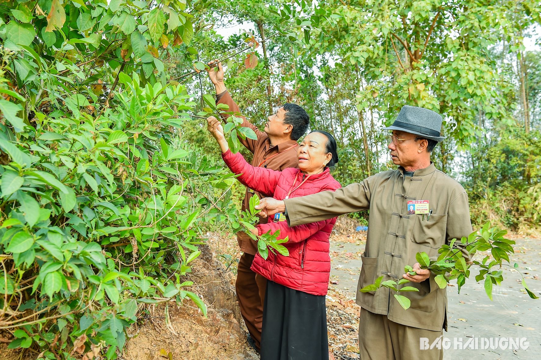 nguoi-dan-biet-nhieu-ve-vuon-thuoc-duoc-son.jpg