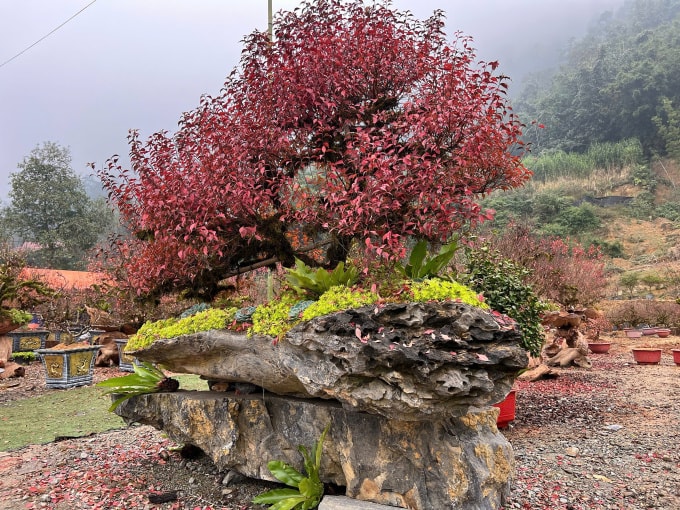 明先生花園裡的一盆重達 3 噸的 Nhat Chi Mai。圖：人物提供