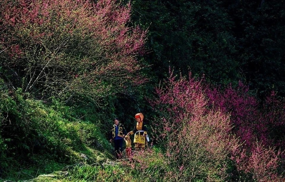 Peach blossoms bloom beautifully on Mount Mau Son. (Photo: published by VNA)