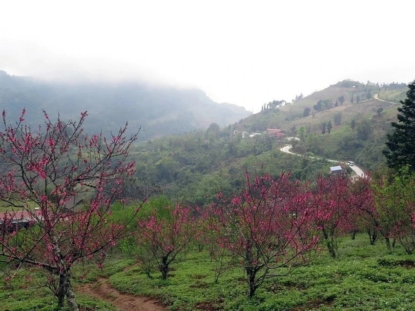 Ancient peach trees at Deo Gio (Ngan Son, Bac Kan province) burst into vibrant bloom. (Photo: VNA)