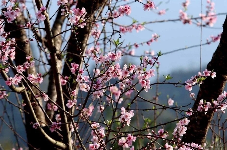 The lively beauty of peach blossoms represents wishes for a prosperous year. (Photo: VNA)