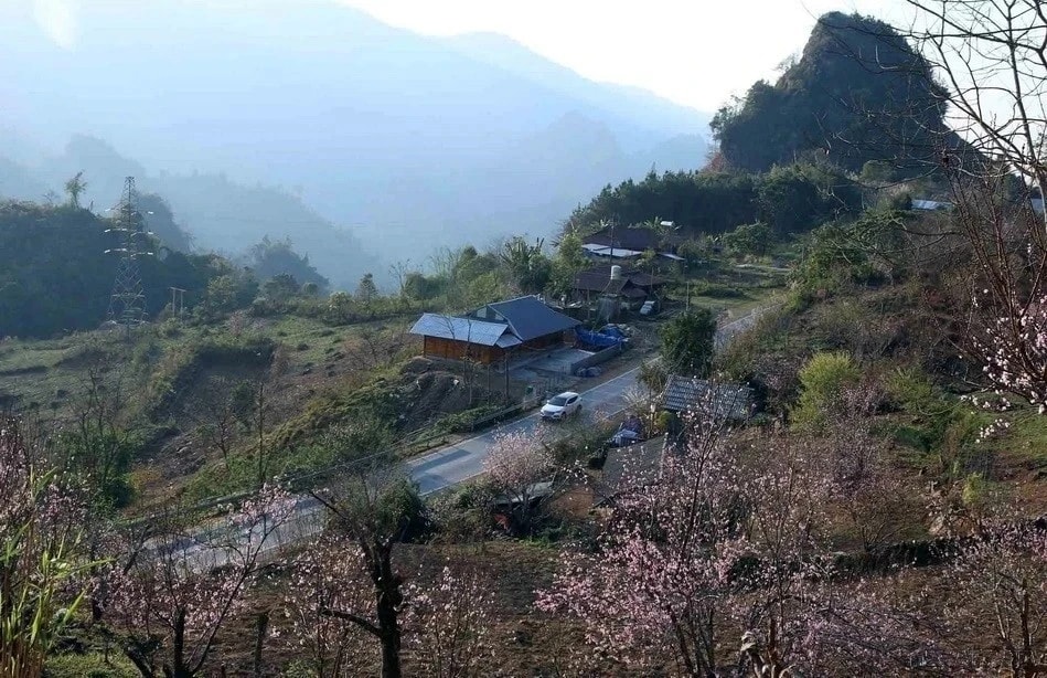 Peach blossoms colour villages across the Northwest as Tet and spring approach. (Photo: VNA)