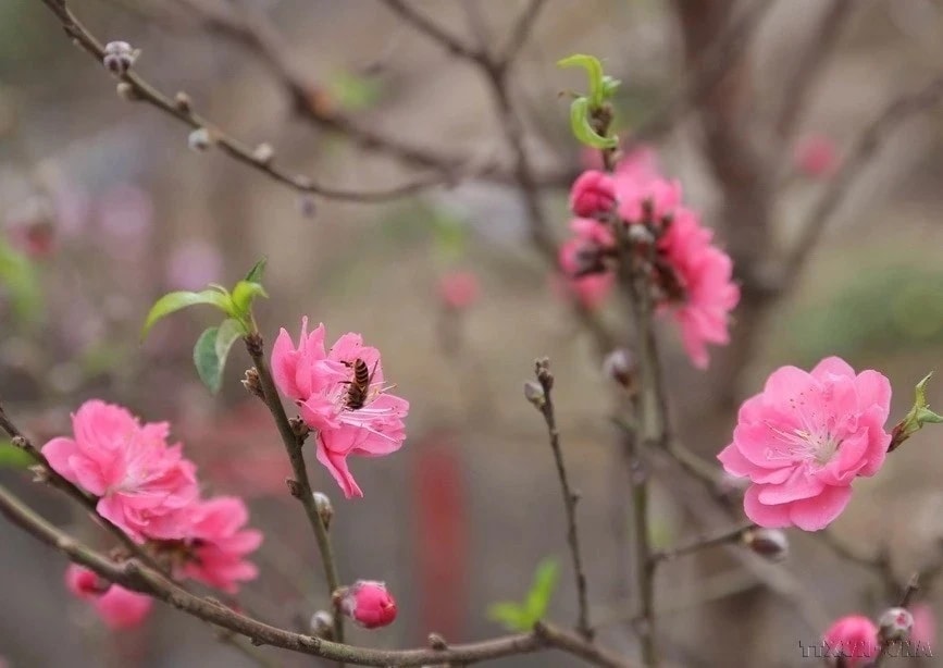 Dark pink peach blossoms, known as 