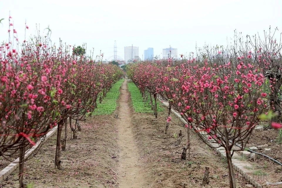 The peach blossom gardens of Nhat Tan in Hanoi. (Photo: Pham Hau/VNA)