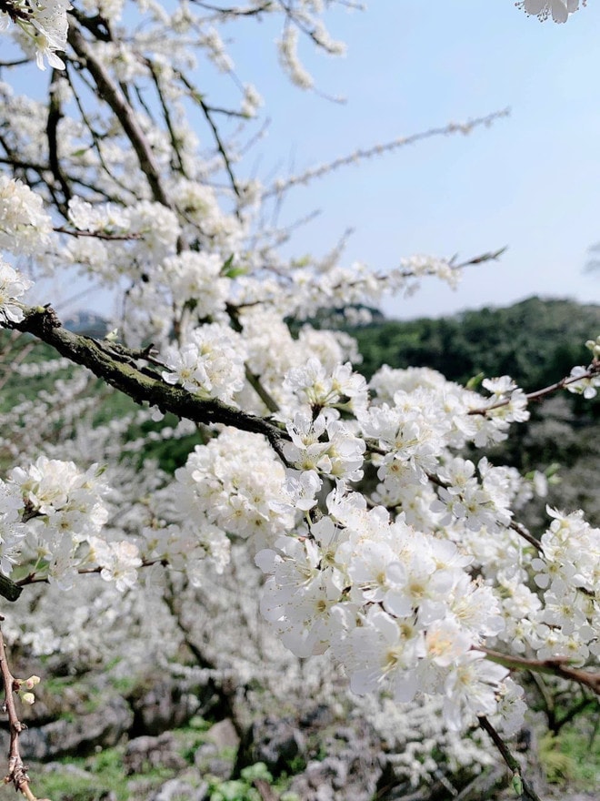 Image Xuân Hinh image beautiful image beautiful image beautiful image beautiful image beautiful image beautiful - Discover the beautiful fairy-tale flower fields in the Northwest ...