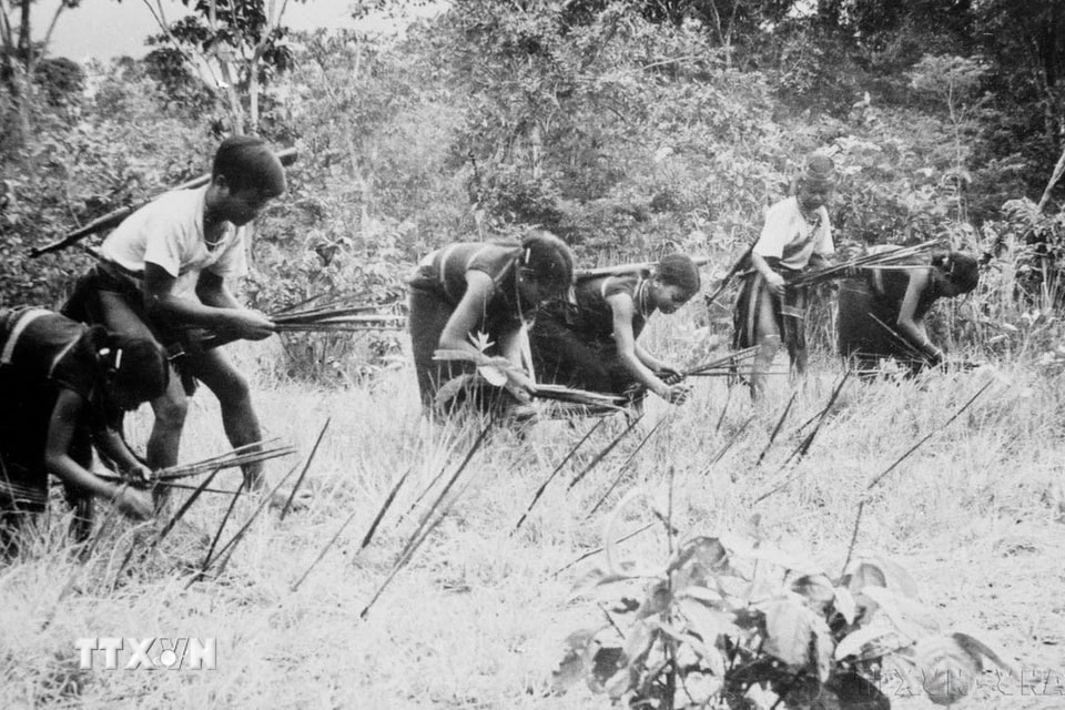 Du kích Đắk Lắk (huyện 6, Gia Lai) cắm chông đề phòng địch đánh chiếm (1975). (Ảnh: Anh Tôn/TTXVN)