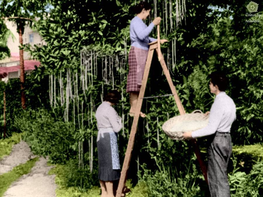 Đài BBC đưa tin mì spaghetti có thể trồng trên cây. (Ảnh: BBC)