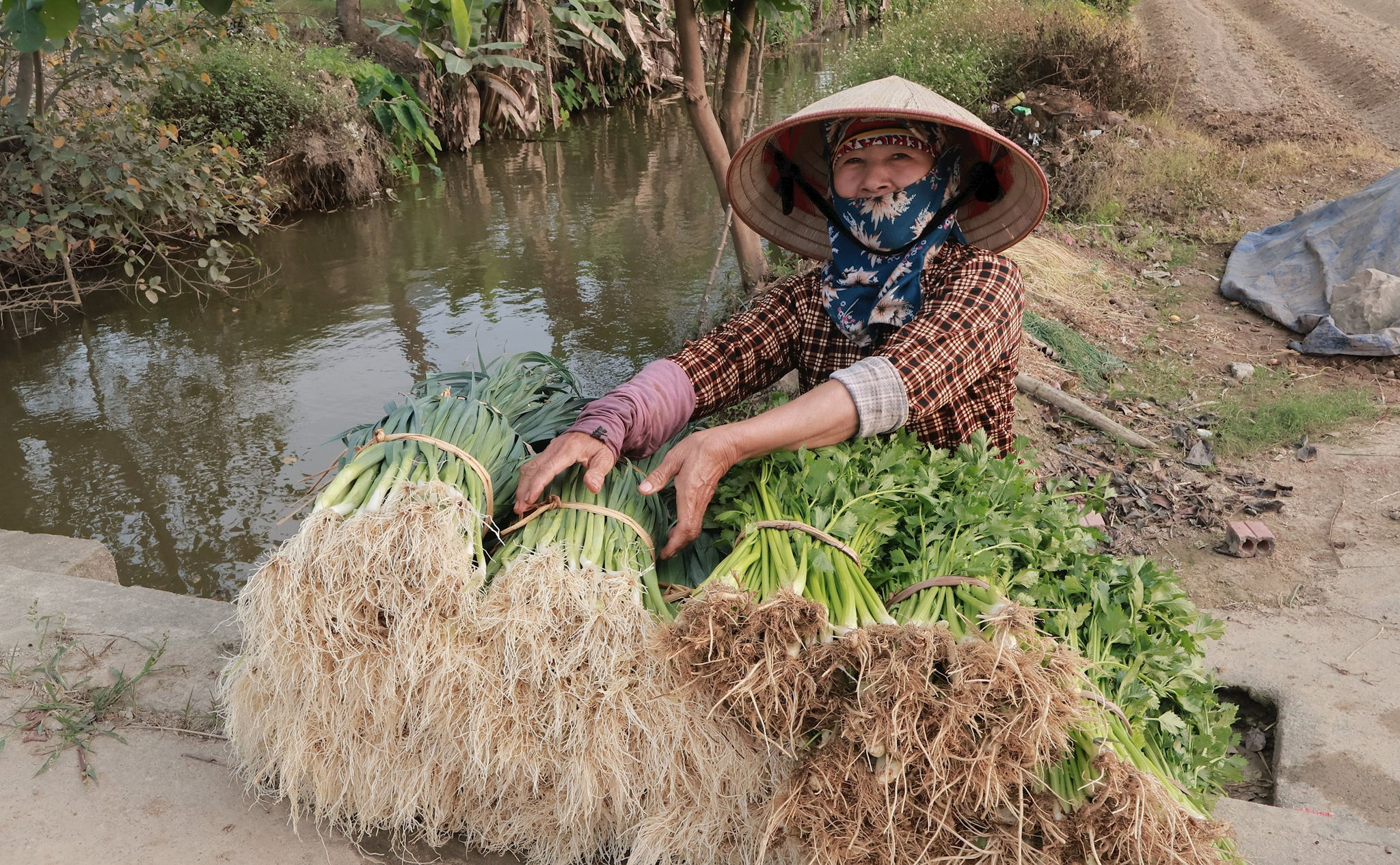 Xanh mướt vựa rau chuyên cung cấp cho thị trường Hải Phòng