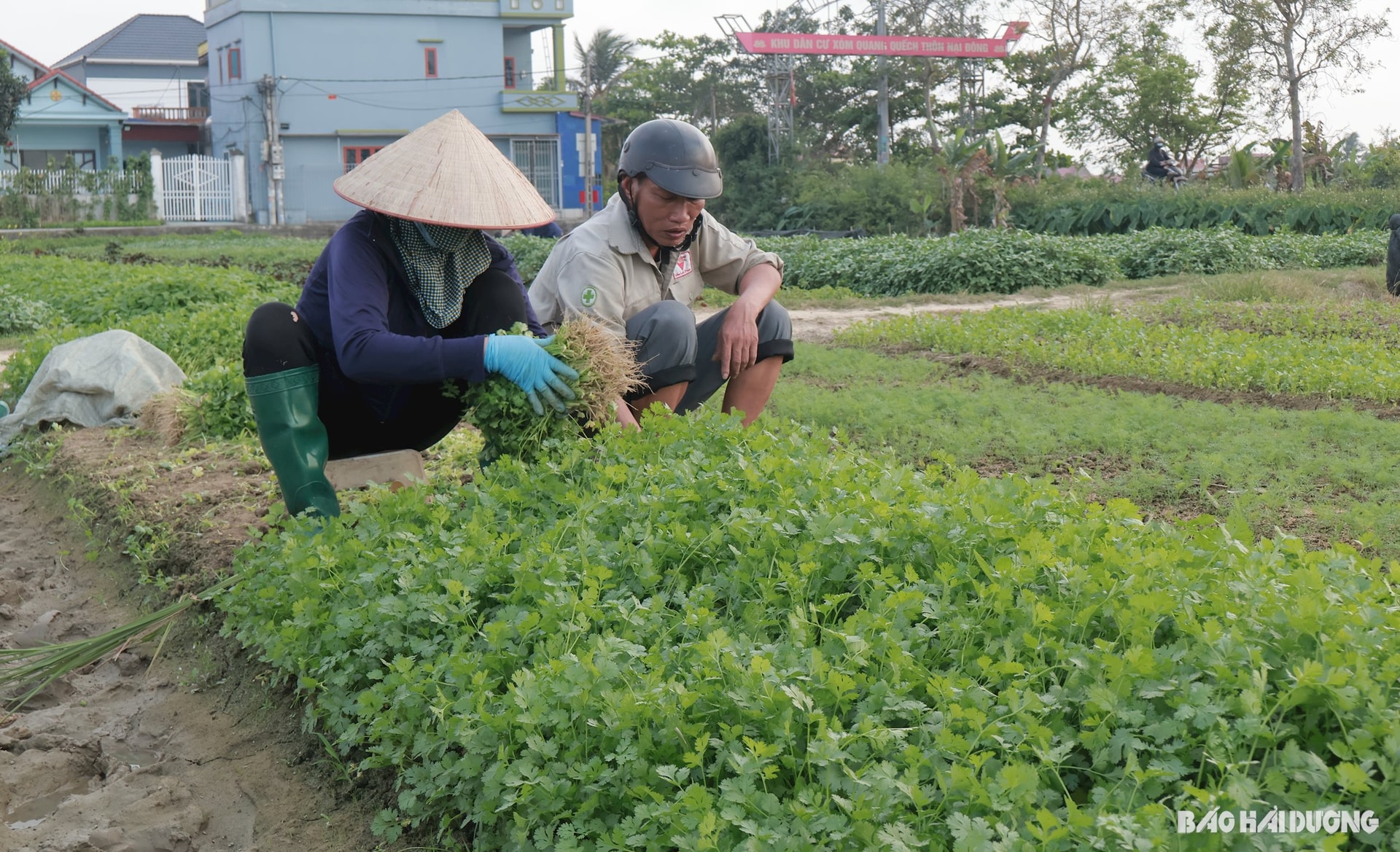 vung-rau-13.jpg