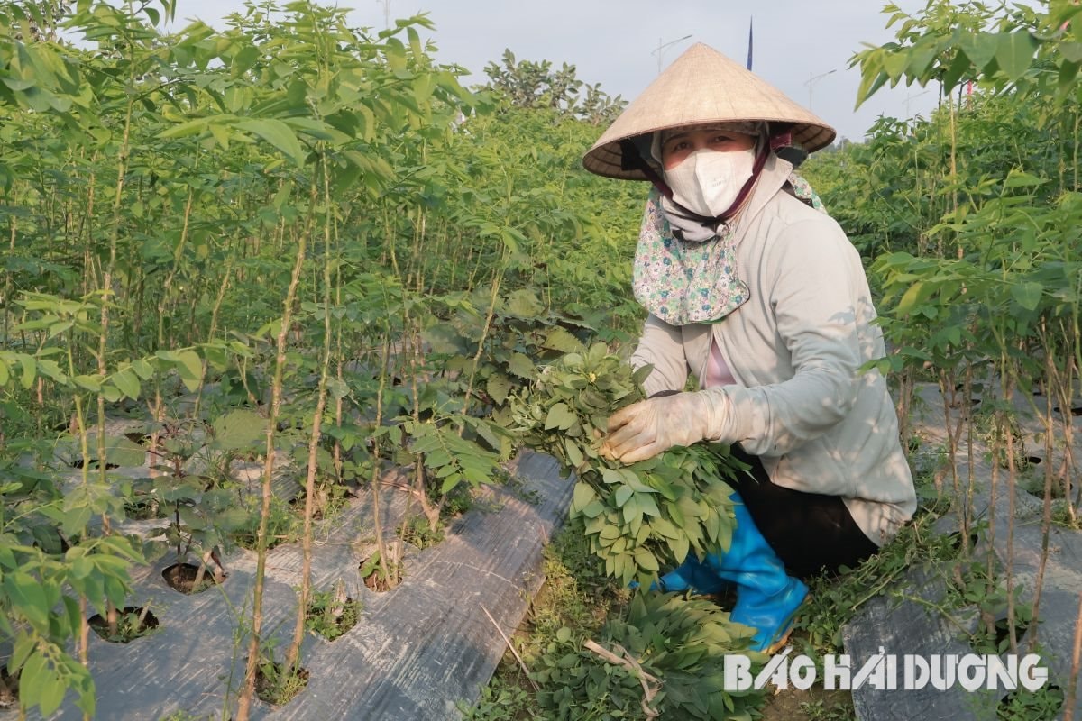 vung-rau-6.jpg